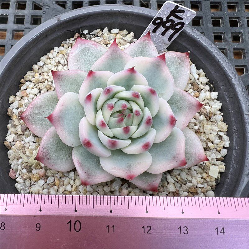吉娃娃锦 大颗覆轮锦 肉肉多肉植物小盆栽绿植花卉 锦 一物一拍!