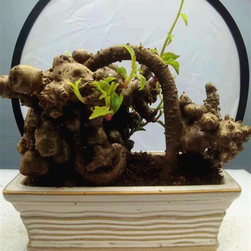 藤三七微盆景坨三七盆栽爬藤植物茶台小绿植观赏种苗室内净化空气
