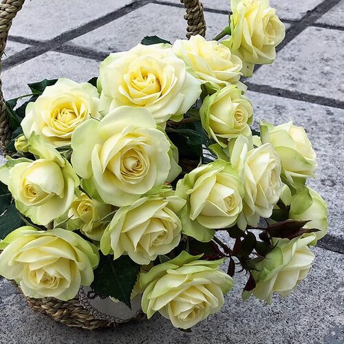 大苗奶油龙沙月季花苗开花玫瑰四季盆栽花卉爬藤植物藤本蔷薇绿植