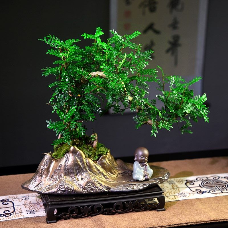清香木盆栽室内好养绿植盆景办公室桌面植物装饰摆件四季常青送礼