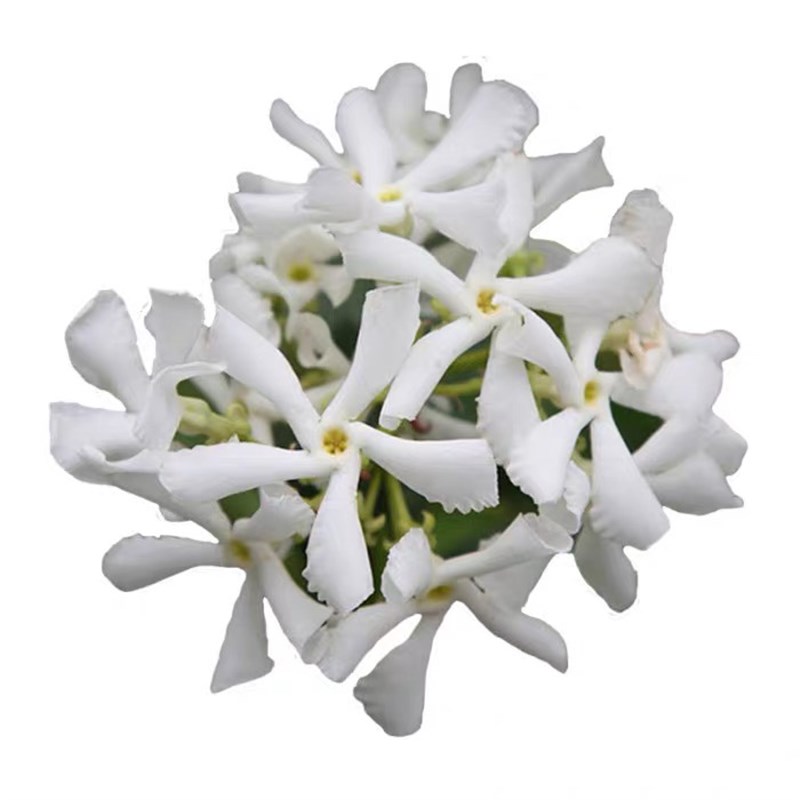 风车茉莉爬藤浓香型植物垂丝络石藤多季开花苗室内阳台花卉盆栽