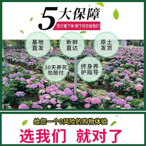 特大盆绣球花老桩盆栽植物带花苞无尽夏大苗阳台庭院室内四季好养
