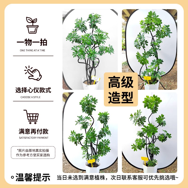 鸭脚木客厅大盆栽高级感绿植室内旺宅大型植物落地四季好养鸭掌木