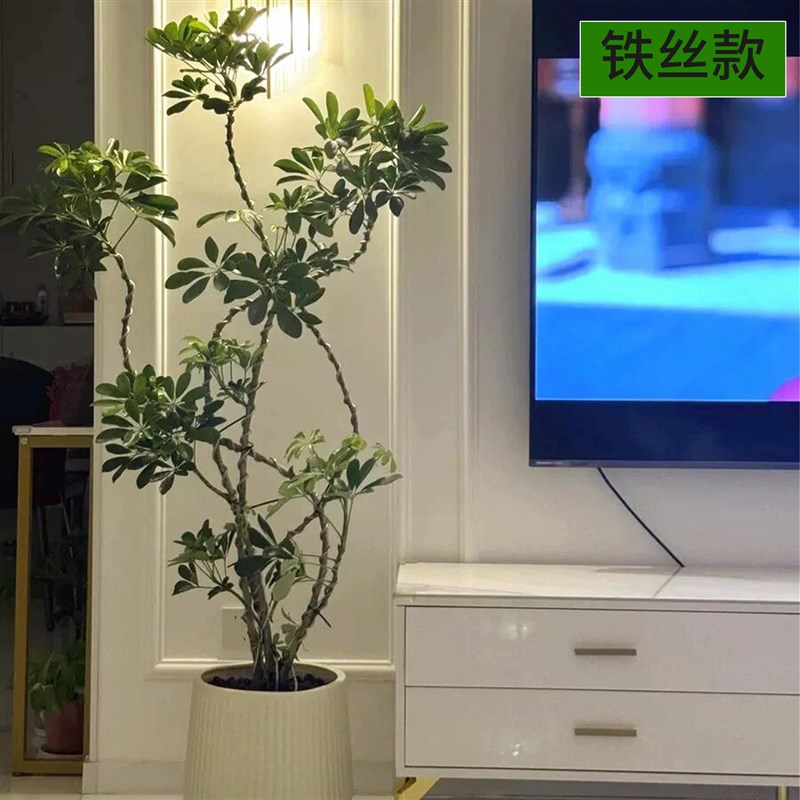 造型鸭脚木客厅大盆栽鸭掌木招财树绿植室内大型四季常绿植高级感
