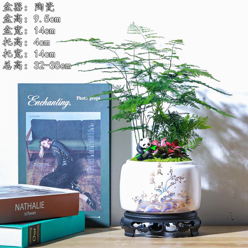 发财树文竹富贵竹创意可爱盆栽绿植茶桌面摆件办公室盆景乔迁礼品