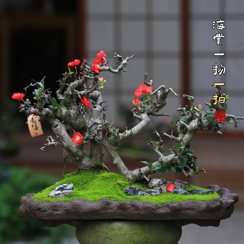 造型海棠花盆栽绿植室内茶室阳台庭院花卉一物一拍老桩植物盆景
