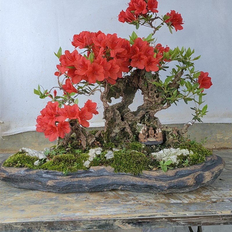 映山红老桩盆景一物一拍熟桩室内盆栽提根造型矮霸真花绿植杜鹃花