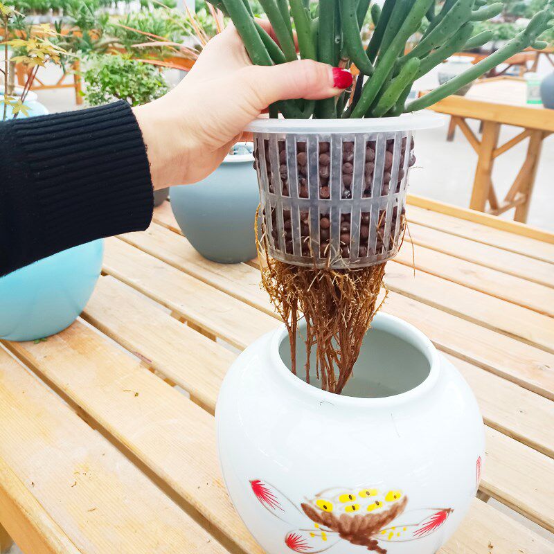 水培珊瑚棒山多肉绿植物仙人掌微景观四季常青盆栽室内净化客气