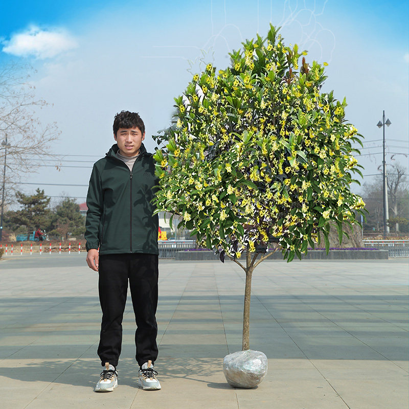 大型桂花树苗原生金桂丹桂庭院别墅地栽浓香型植物耐寒四季桂绿化