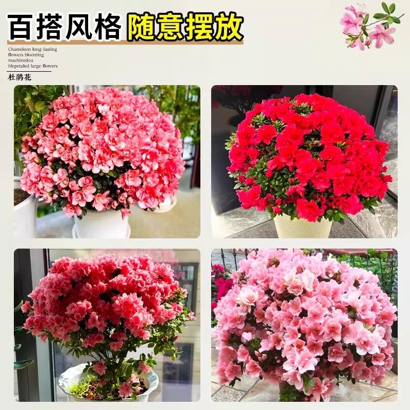 杜鹃花盆栽花卉植物室内阳台四季客厅鲜花带花苞树苗绿植好养易活
