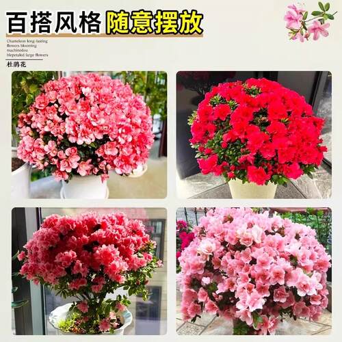 杜鹃花盆栽花卉植物室内阳台四季客厅鲜花带花苞树苗绿植好养易活
