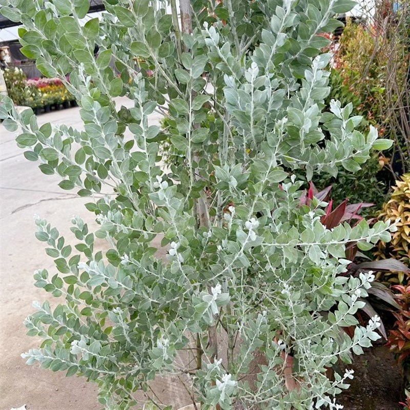 银叶金合欢盆栽树苗室外庭院阳台绿植澳洲品种观叶风景树公园绿化