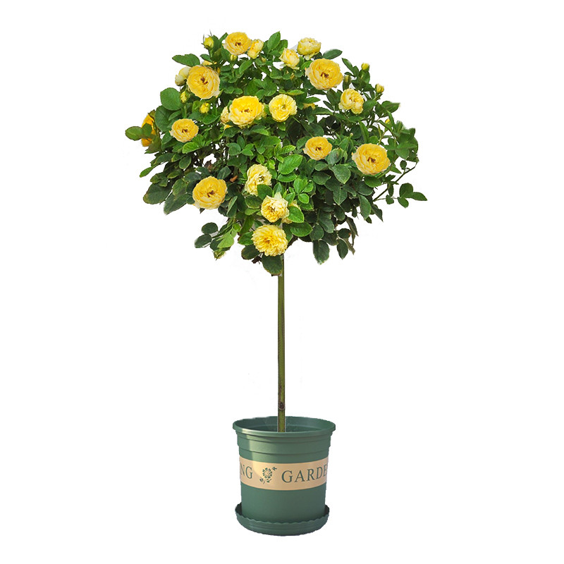 棒棒糖树桩月季盆栽花卉嫁接独杆月季庭院阳台种植花苗微型玫瑰花