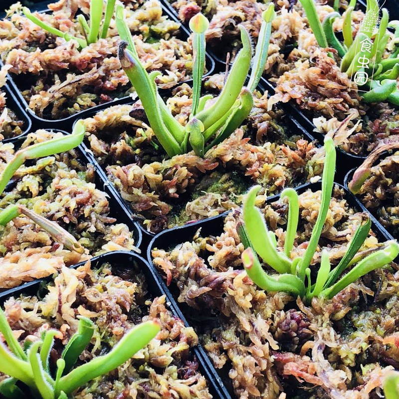食虫植物--垂花太阳瓶子草  稀有食虫草 美观造景图片