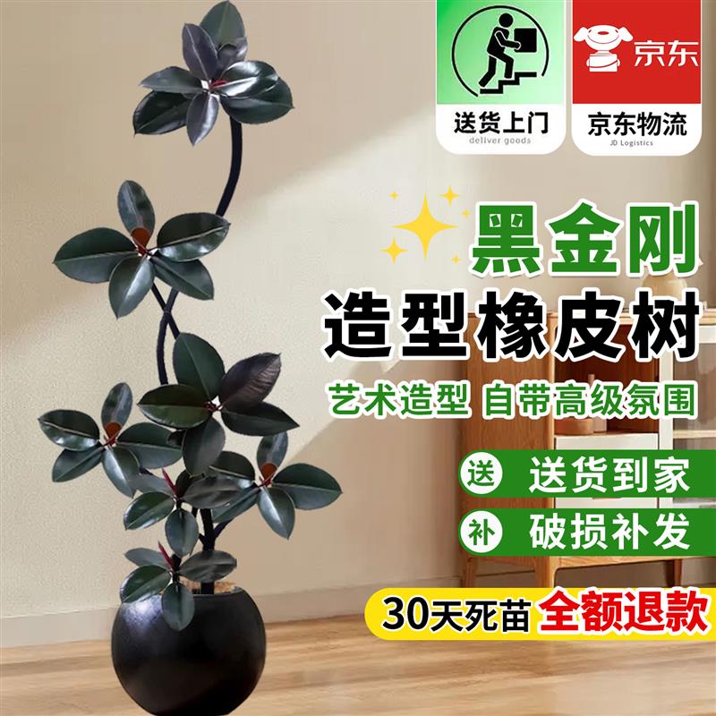 黑金刚橡皮树客厅大盆栽室内大型绿植四季好养办公室高端造型植物