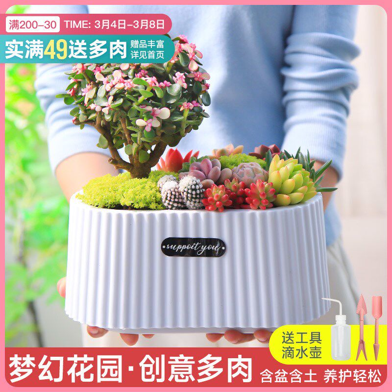 梦幻花园多肉植物盆栽室内绿植花卉桌面耐活创意新手好养含盆