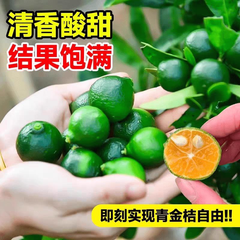 小青柠树苗海南小青桔金桔树香水柠檬树盆栽带果庭院阳台果树果苗图片