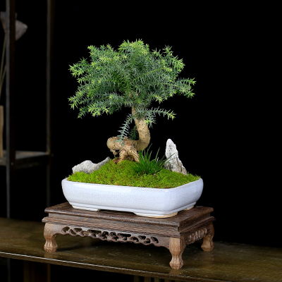 澳洲杉盆景树桩造型老桩植物室内客厅办公室盆栽阳台绿植南洋杉