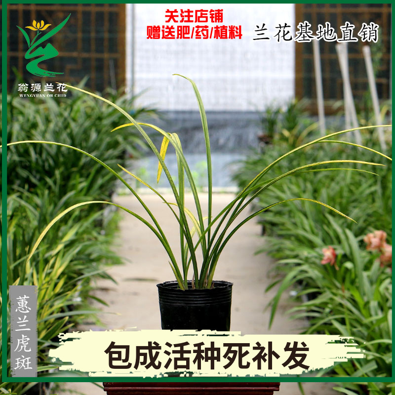 翁源兰花苗蕙兰大一品虎斑线艺浓香型好养室内办公室绿植花卉盆栽