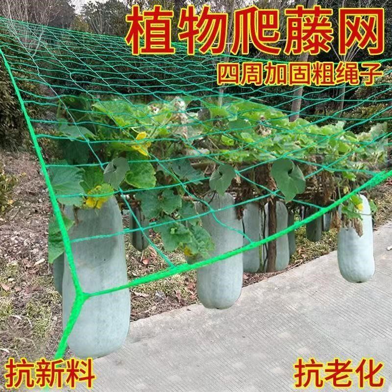 植物爬藤网豆角黄瓜丝瓜吊瓜葡萄苦瓜月季百香果种植网攀爬搭架网