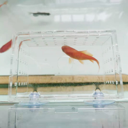 虎鱼金波子白点隔离盒鱼缸透明水族小鱼苗孵化器繁殖箱产盒饲养盒