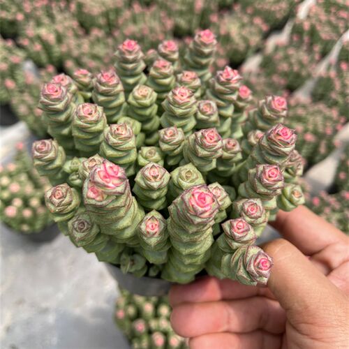 钱串多肉植物 钱多多钱串子牡丹钱串锦 新手好养室内花卉绿植盆栽