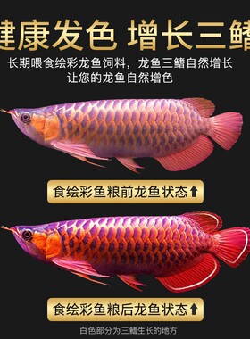 绘彩龙鱼饲料金龙鱼食银龙红龙鱼专用粮增红色增艳热带鱼颗粒饲料