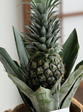 凤梨旺来菠萝带果实盆栽盆栽花卉植物室内果树树苗送女朋友礼物