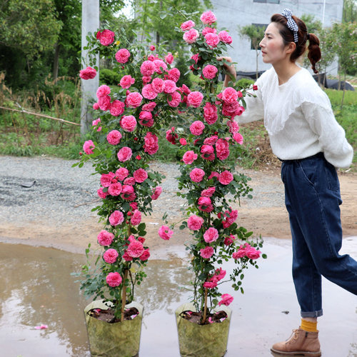【1米6大苗】蔷薇花苗藤本月季特大花爬藤植物四季开花卉盆栽玫瑰