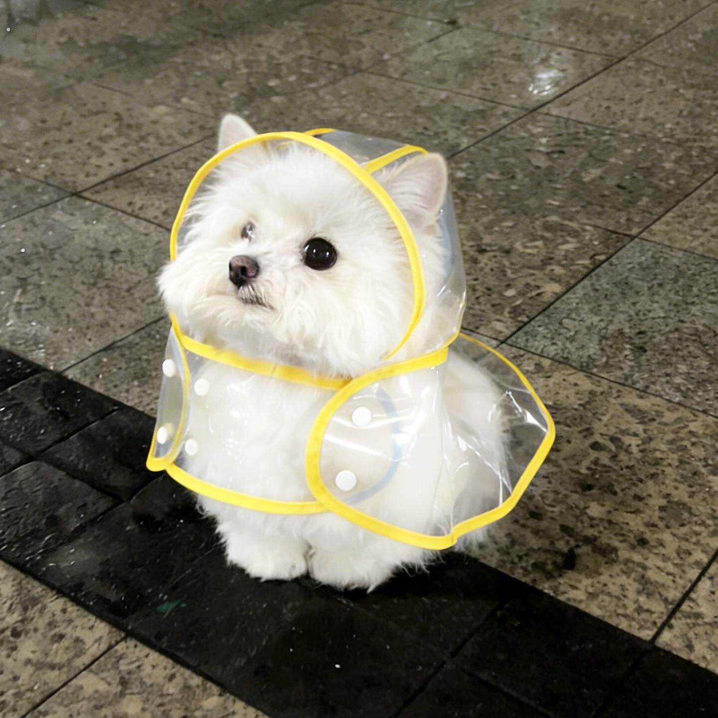 狗狗雨衣宠物小猫小狗雨披衣服外出防打湿宠物小中大型犬防水槽篷