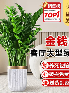 金钱树客厅大花盆栽绿植室内客厅大型绿色植物圆叶发财树开业乔迁
