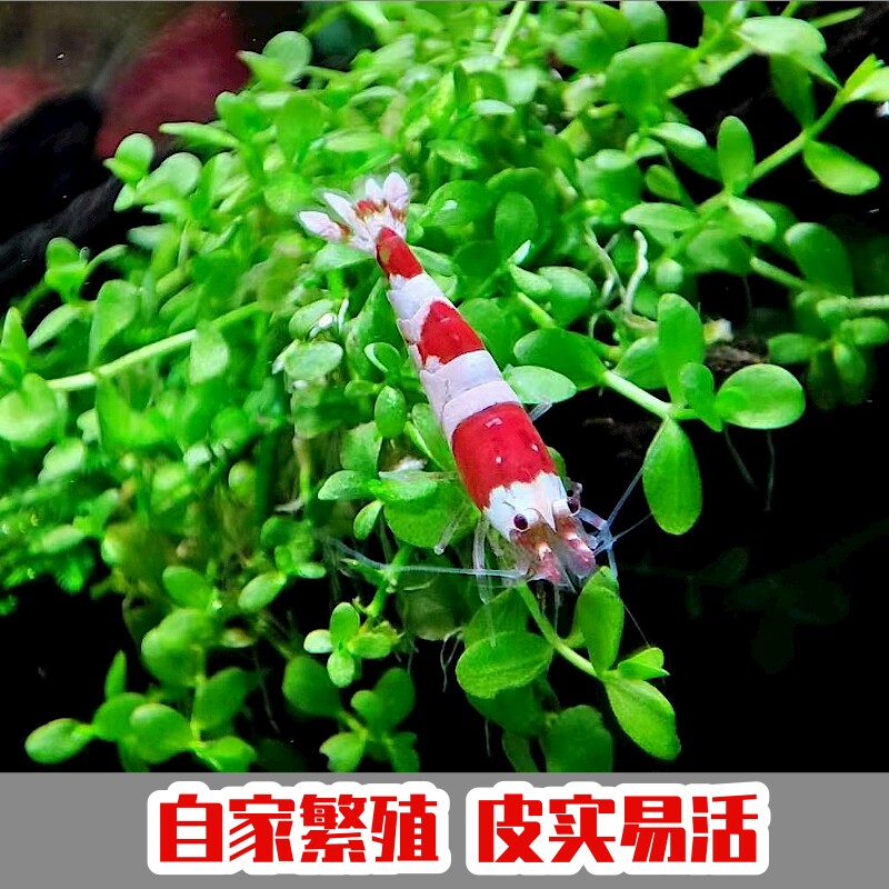 红白水晶虾鲜活到家淡水鱼缸观赏虾闯缸草缸工具清洁除藻宠物包邮