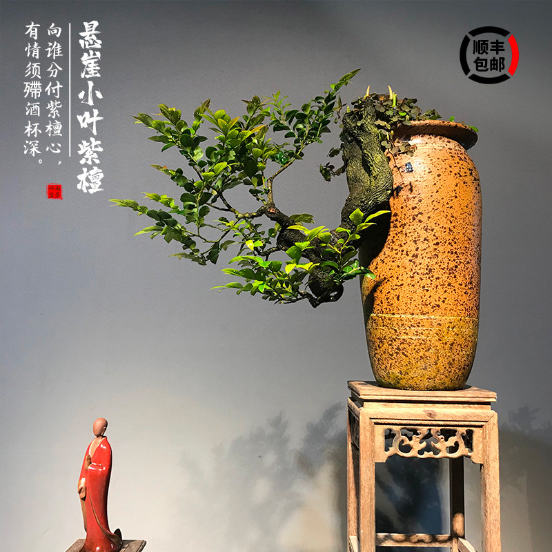 小叶紫檀盆景树苗花卉盆栽办公室植物悬崖临水造型精品桌面绿植