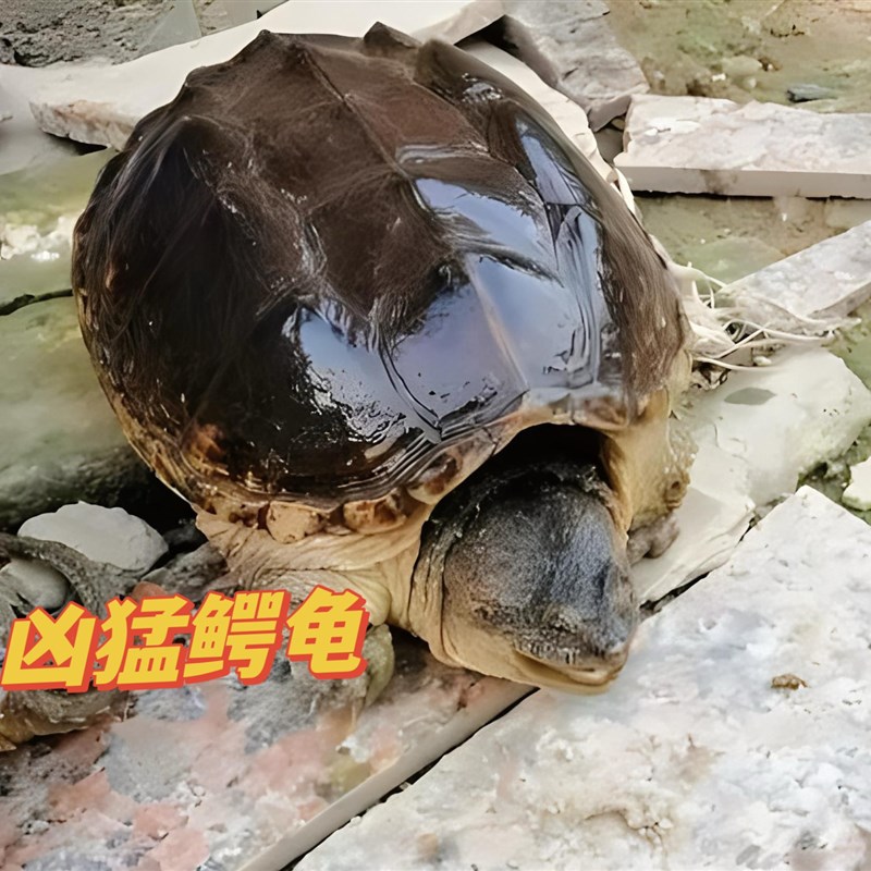鳄鱼龟活物大鳄龟北美鳄鱼龟活体小鳄龟食用肉多美味足斤鲜活鳄龟