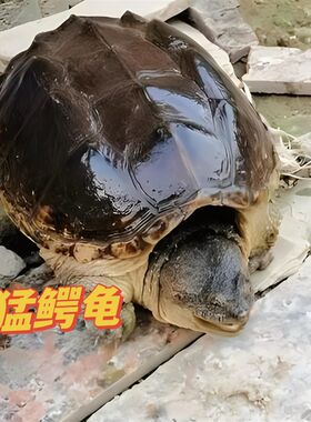 鳄鱼龟活物大鳄龟北美鳄鱼龟活体小鳄龟食用肉多美味足斤鲜活鳄龟