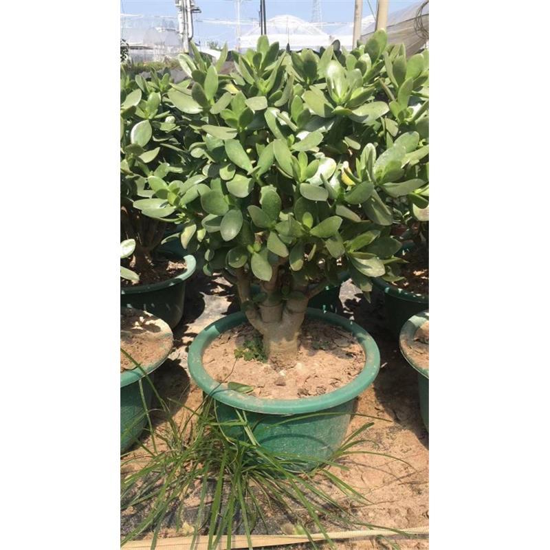 超大玉树老桩多肉植物办公室内外绿植防辐射吸甲醛包邮