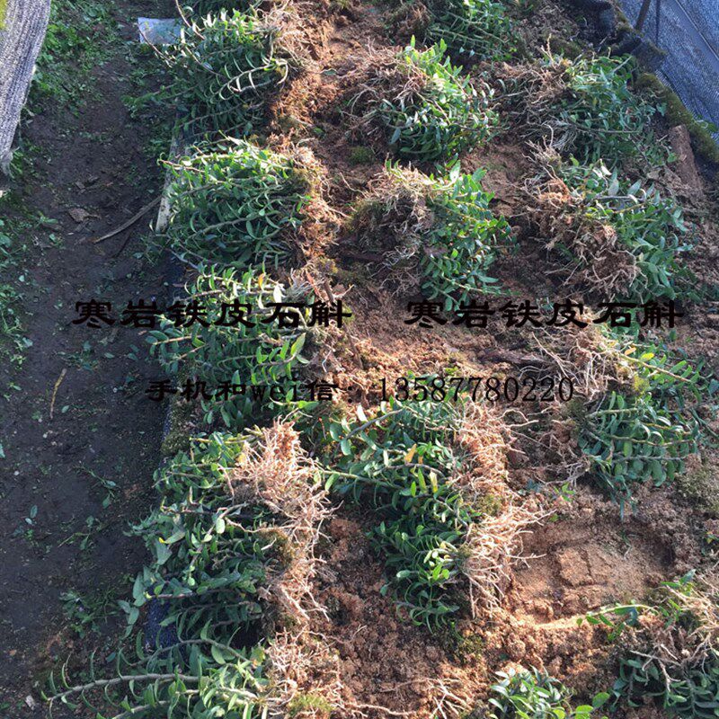 寒岩软脚红杆铁皮石斛驯化苗浙江乐清雁荡山品种一年半苗
