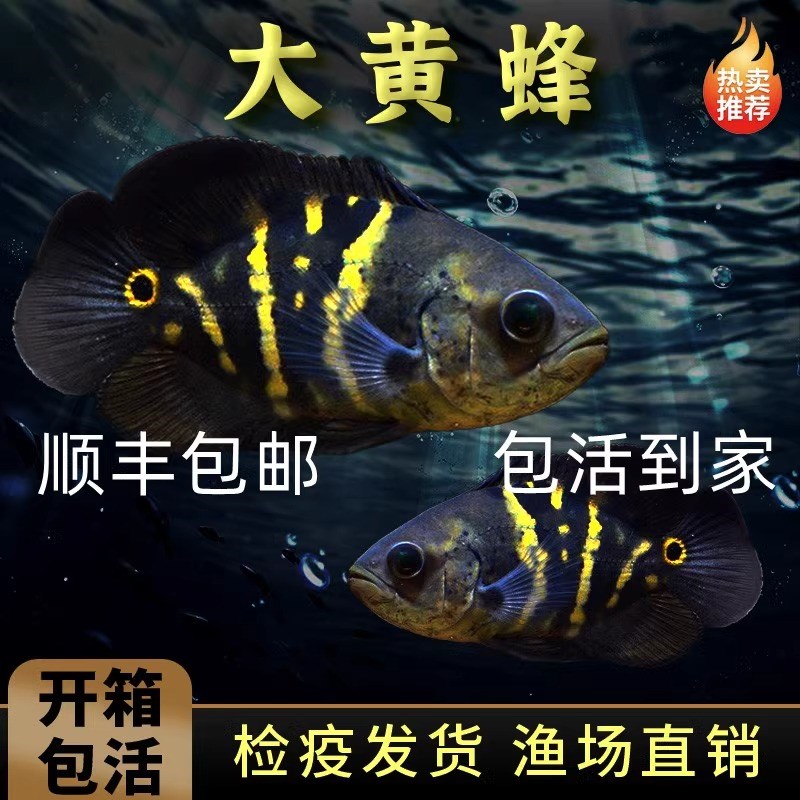 大黄蜂地图鱼奥利诺克奥图纳内地图龙鱼中层配鱼活体鱼热带观赏鱼