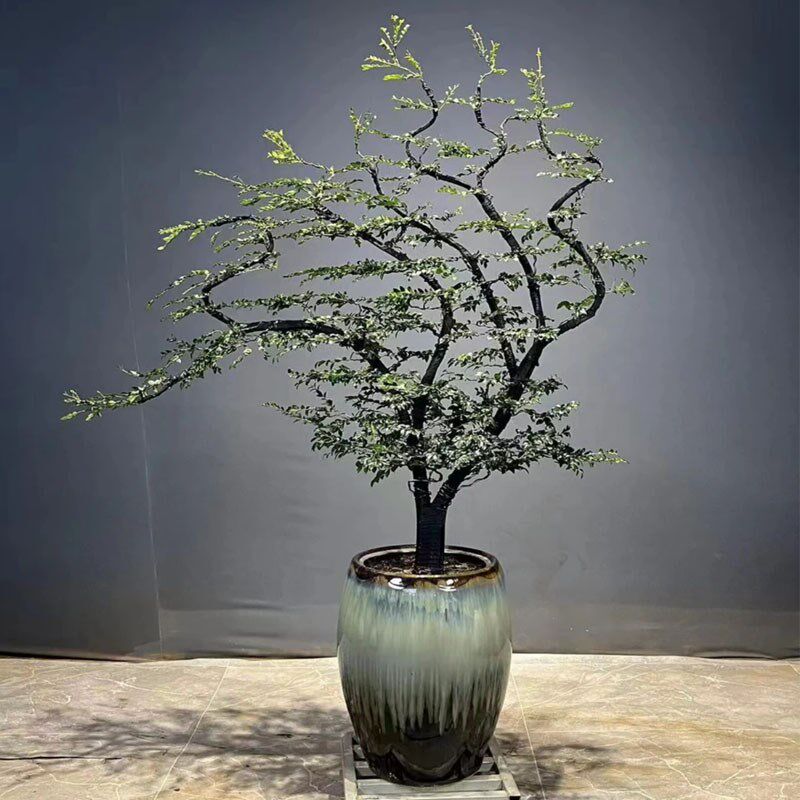 小叶紫檀盆景造型室内外绿植办公室玄关落地绿植名贵树黑骨茶好养