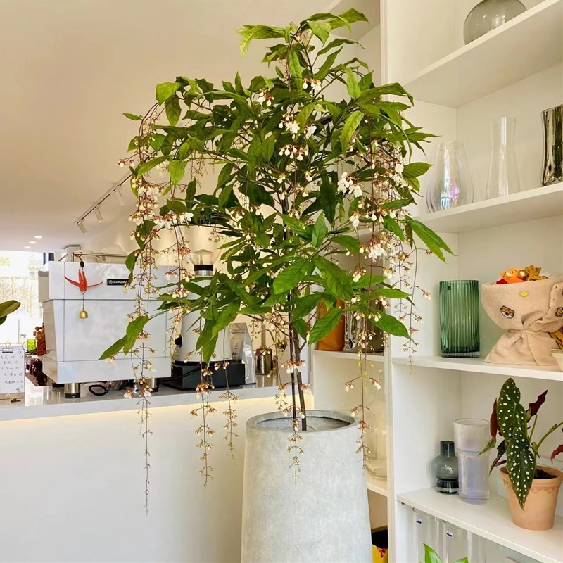 泰国垂丝茉莉花盆栽花苗四季开花白蝴蝶稀有花卉绿植室内垂吊植物