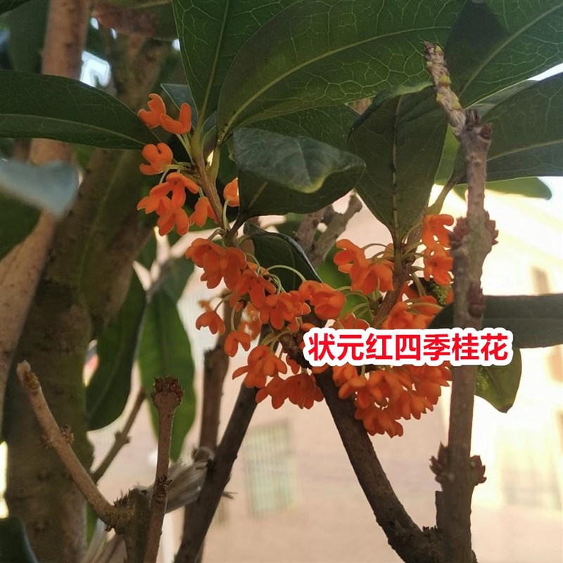 桂花树苗正宗状元红丹桂花当年开花清香绿植一物一拍南方盆栽树苗