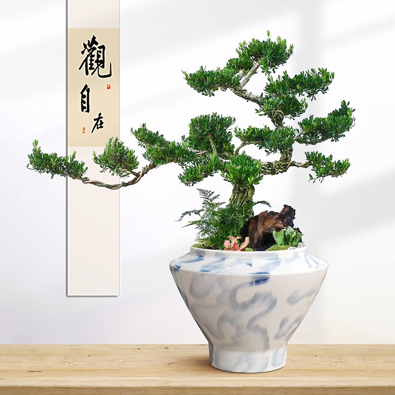 黄杨盆景老桩高端真盆栽造型树室内绿植桌面中式茶桌造景观赏植物