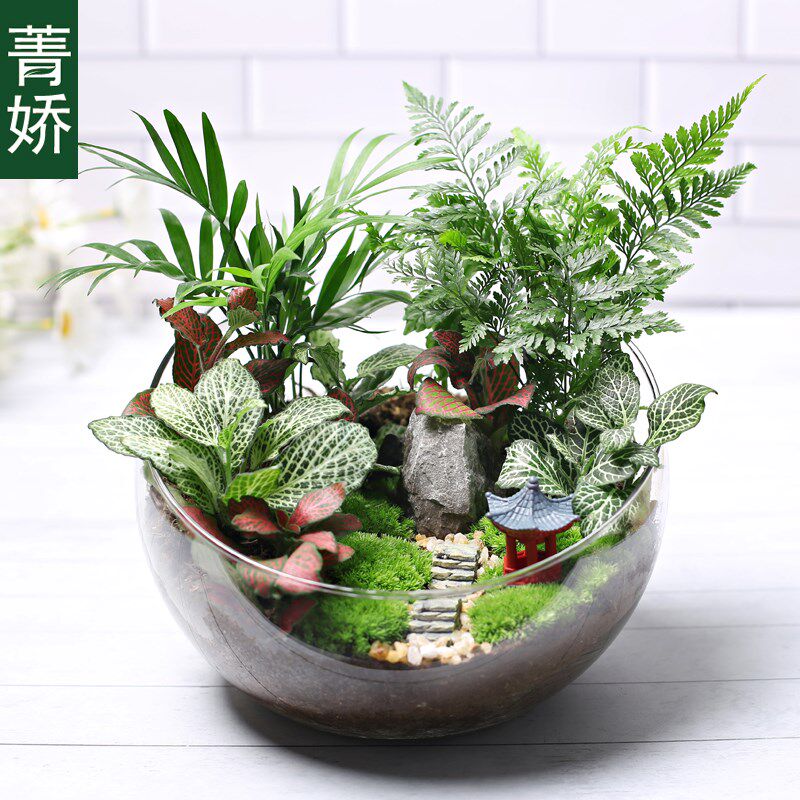 20c苔藓diy微景观生态瓶绿植物种植材料包切组合套装暖场活动大号