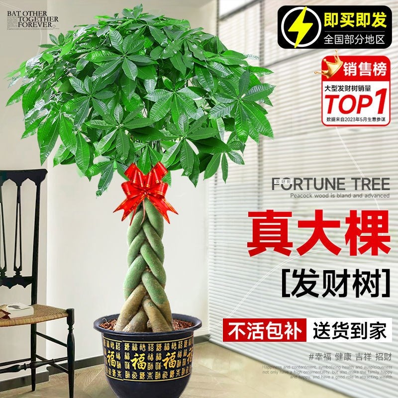 发财树盆栽大棵室内摆客厅大型步步高招财树绿植物办公室乔迁开
