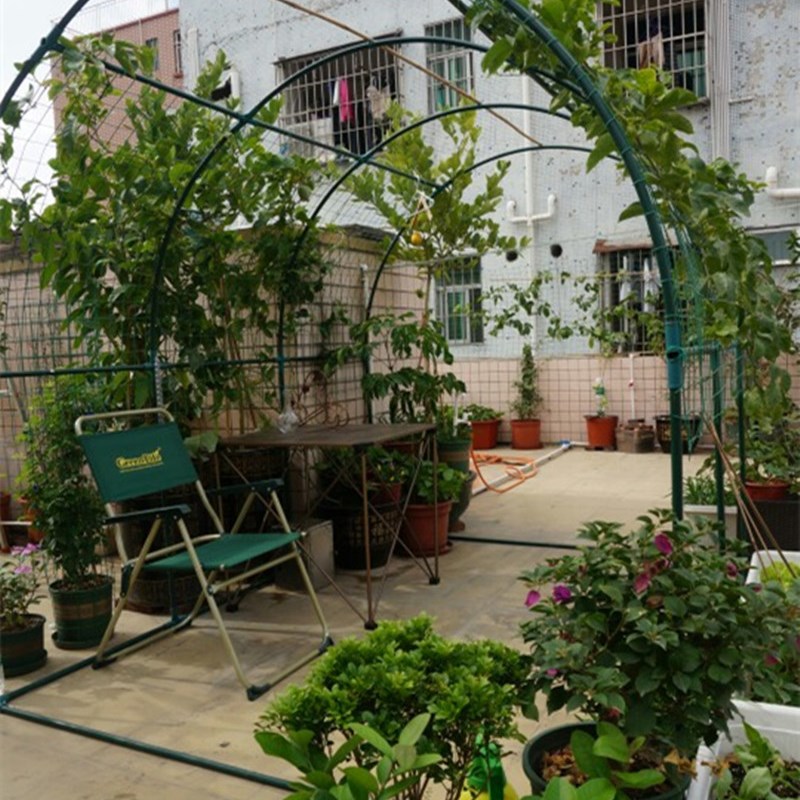 植物爬藤架百香果楼顶爬藤架葡萄攀藤架植物攀爬园艺支架大棚骨架