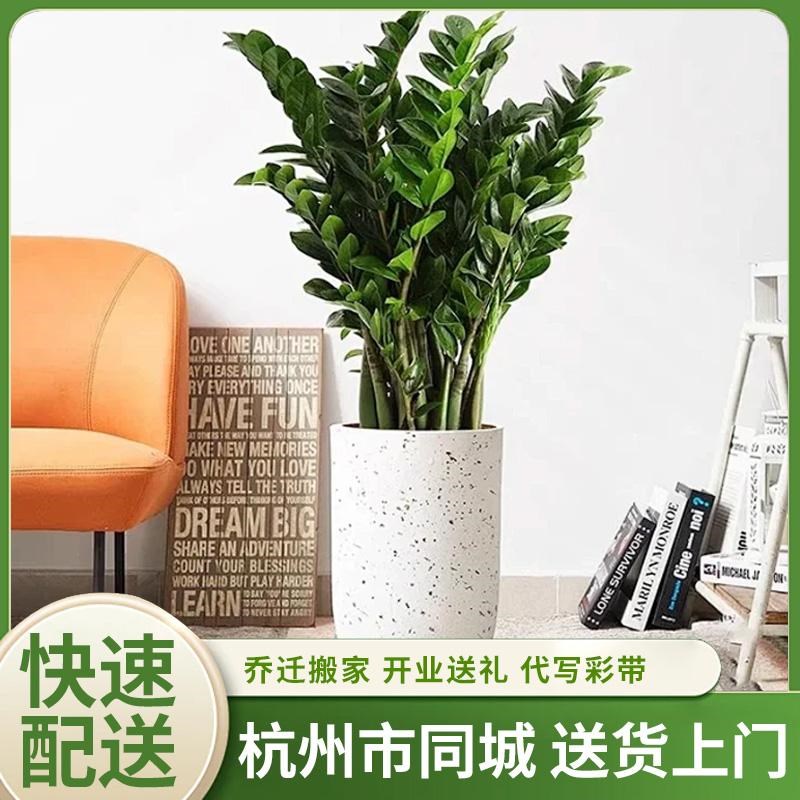 杭州同城金钱树盆栽植物室内花卉大型客厅好养绿植大摇钱串子招财