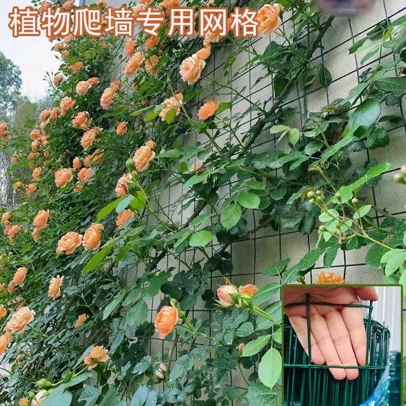 月季爬藤花墙架专用铁丝网花架蔷薇花植物爬墙固定网格壁挂爬藤架