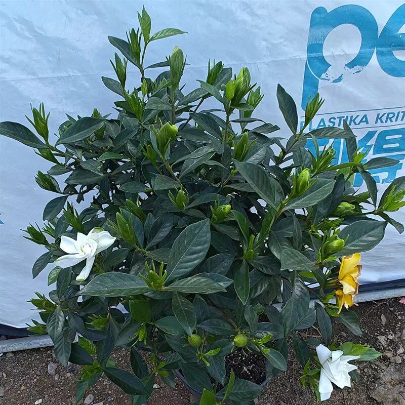 栀子花香雪五号重瓣盆栽花卉植物室内外庭院绿植浓香型大树苗好养