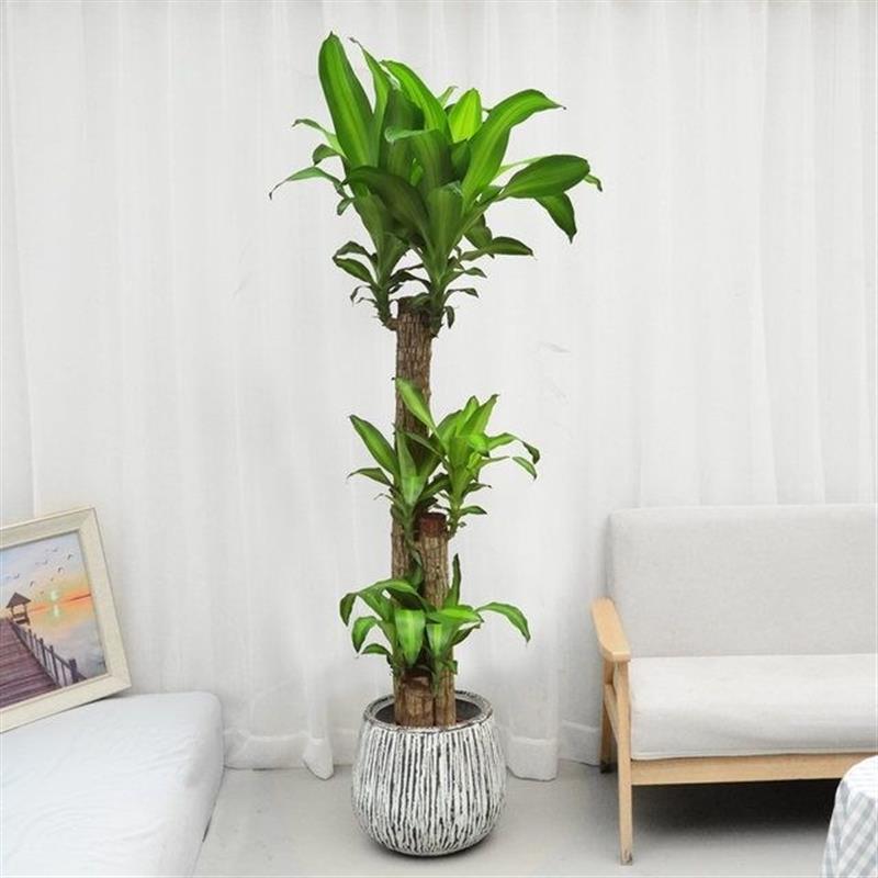 大型巴西木绿植盆栽室内客厅净化空气观叶花卉幸运木常绿植物
