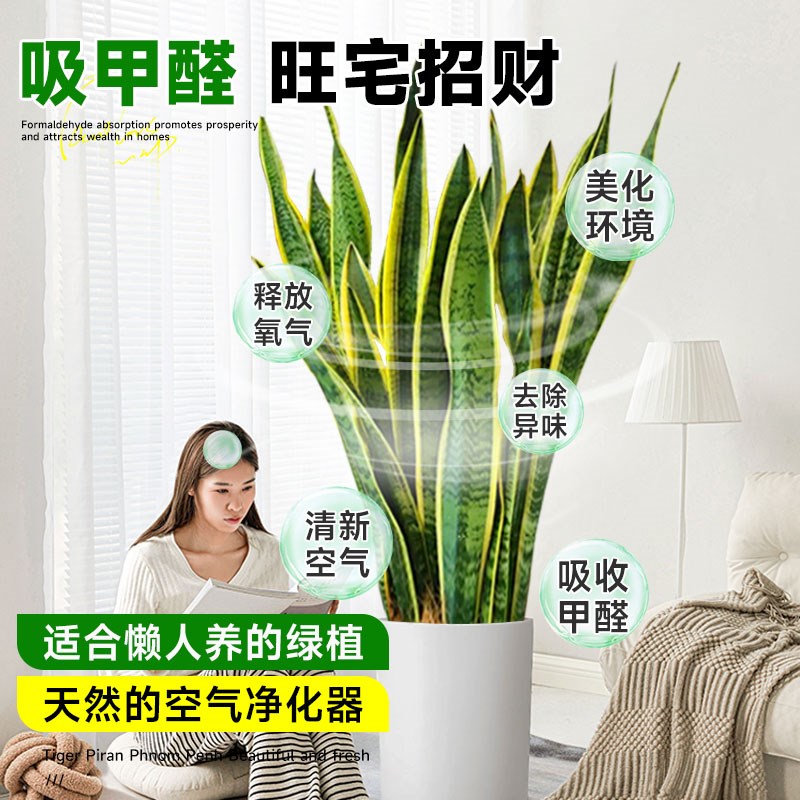 金边虎皮兰盆栽绿植办公室内好养多肉水培植物四季常青花卉虎尾兰